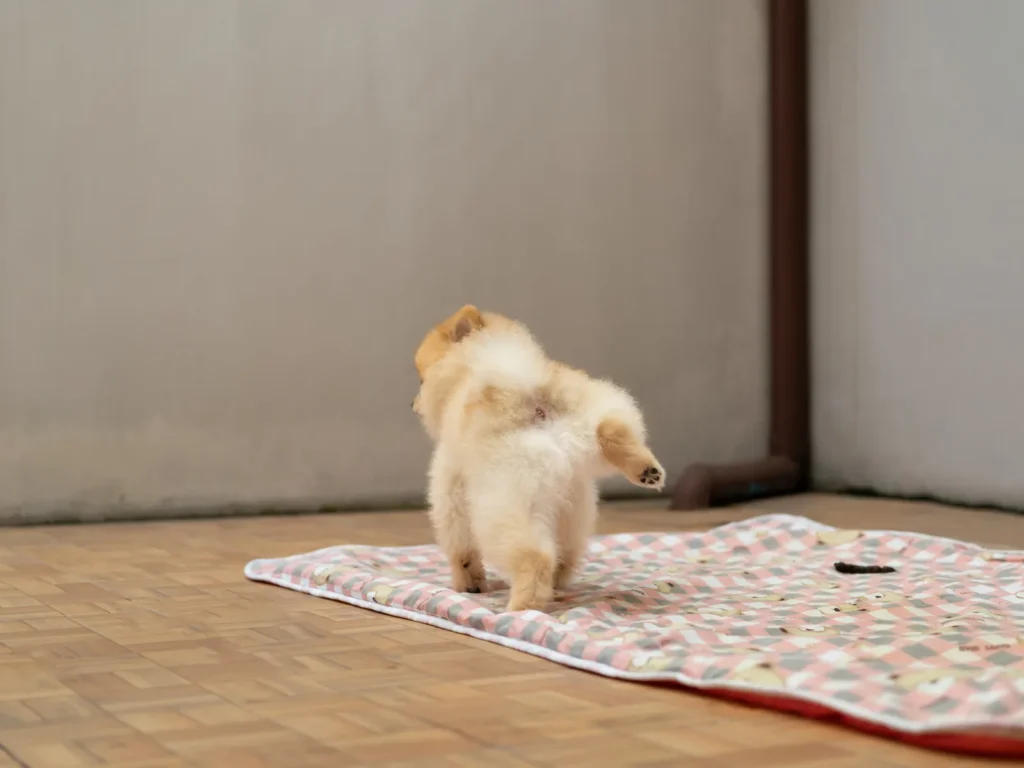 小型犬在室內鋪設的防漏墊上抬腿